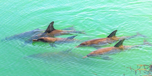 western australian native animals, bottlenose dolphins