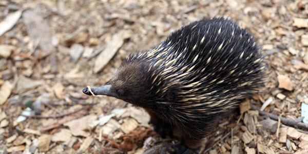 WA Travel & Wildlife: Finding Western Australia's Native Animals