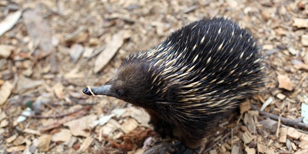 western australian native animals, echidnas