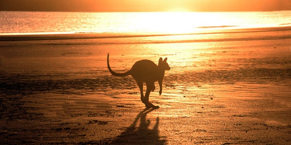 western australian native animals, kangaroos