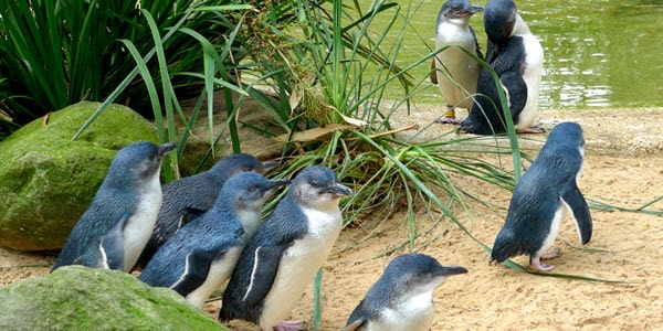 western australian native animals, penguins