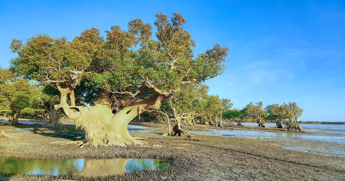 Large mangroves growing in the sea at Cape Keraundren near Eighty Mile Beach, WA.