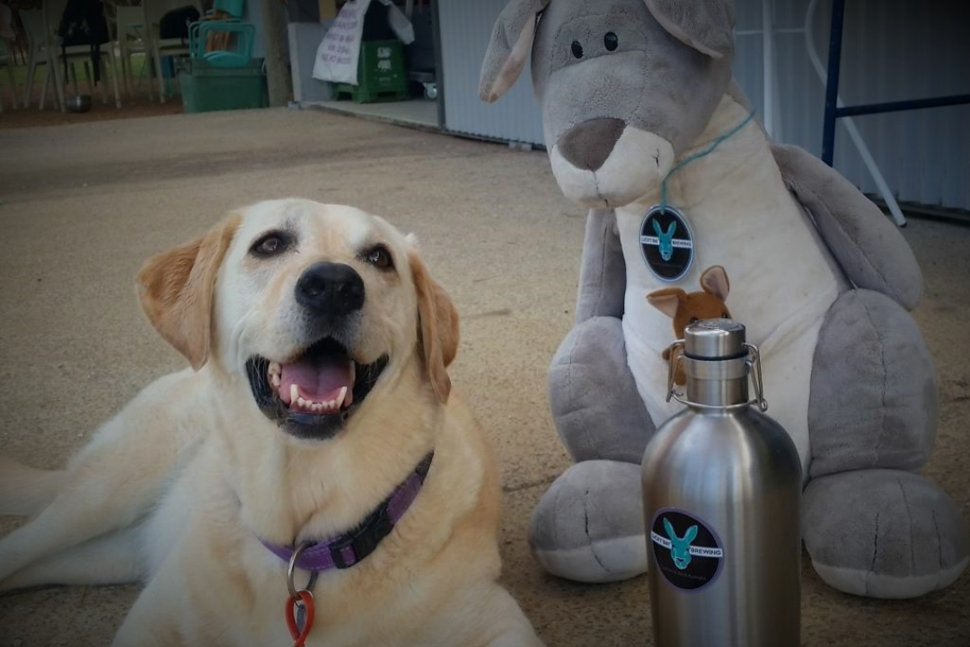 Dog in a brewery