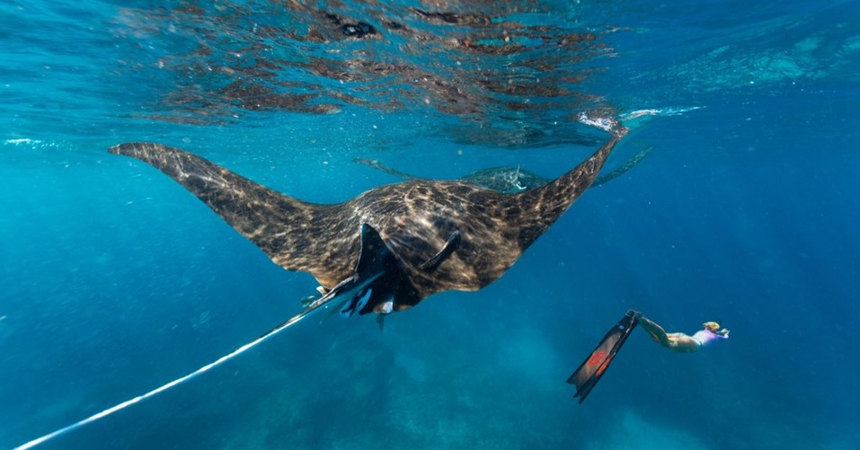A woman swims in the ocean next to manta rays
