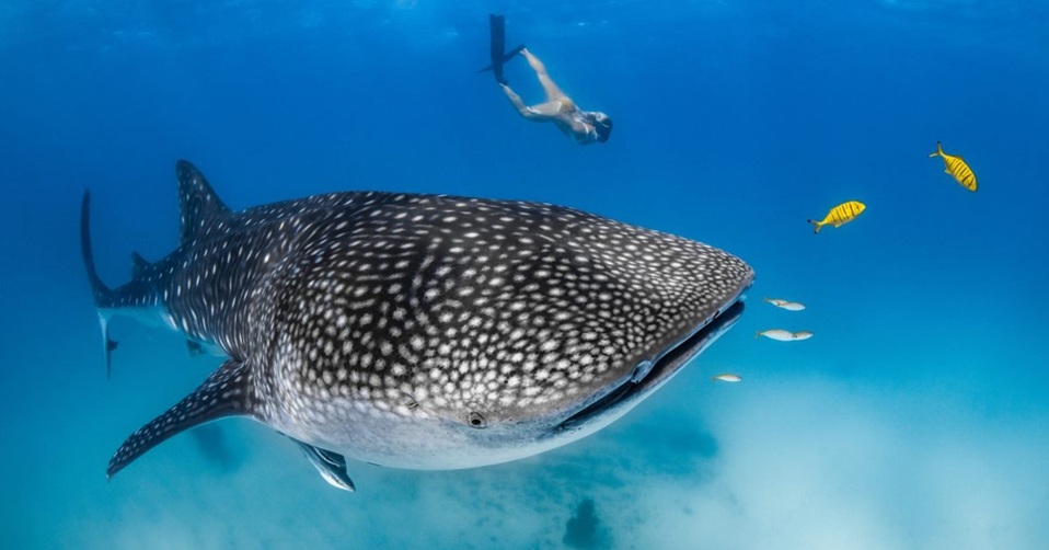 A person snorkelling underwater with a whale shark. 
