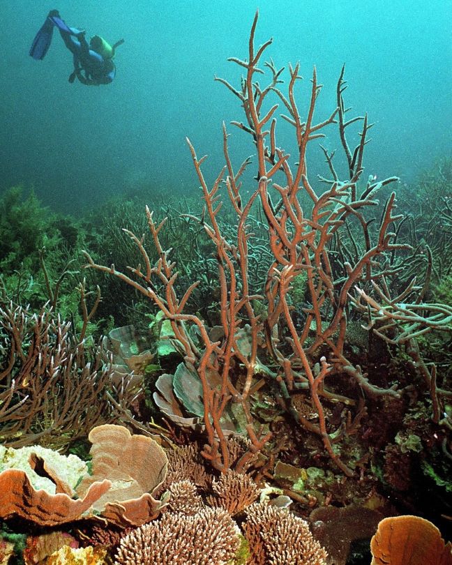 A diver diving among the bright coloured coral reefs