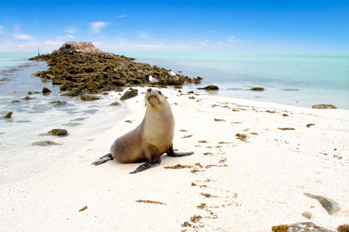 A sea lion on a beach