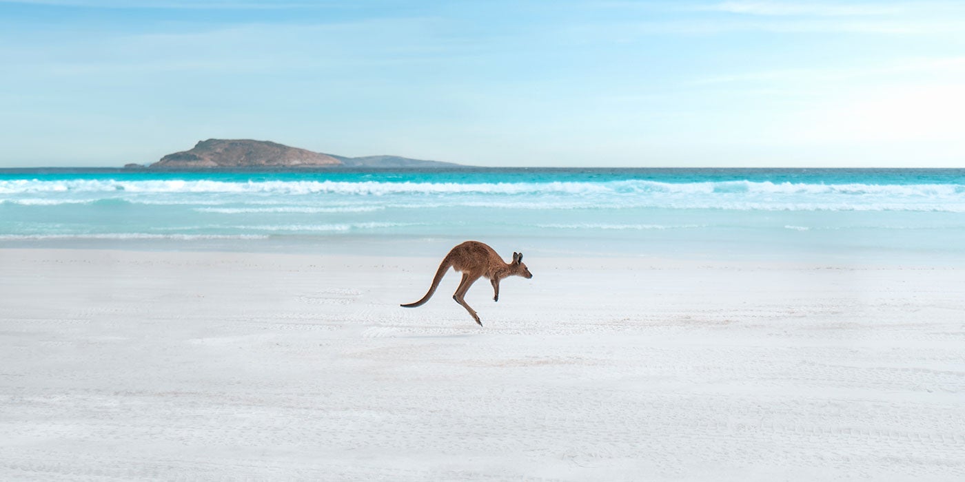 A kangaroo hopping on a white sandy beach in front of the ocean.