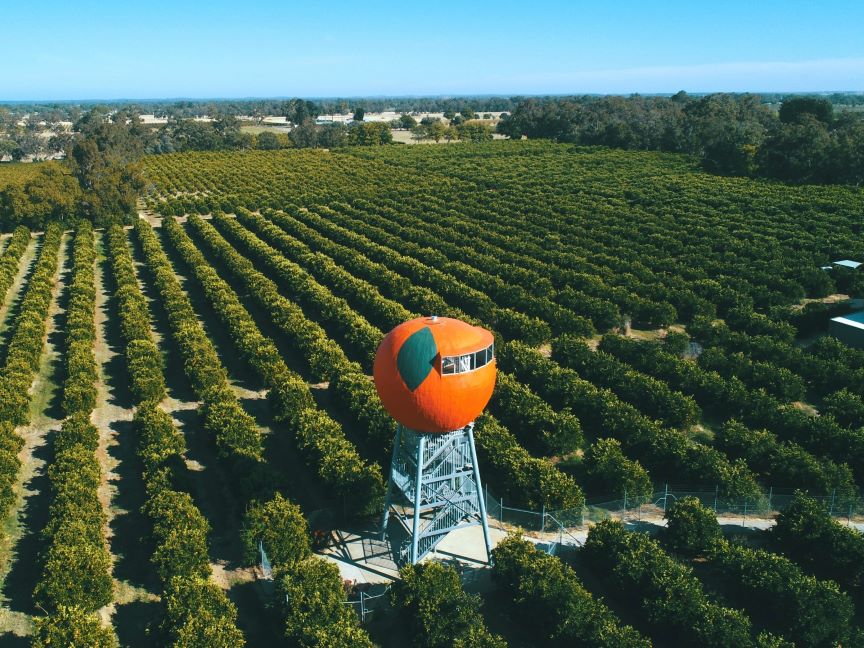 A big orange on top of a metal structure in the middle of an orange orchard