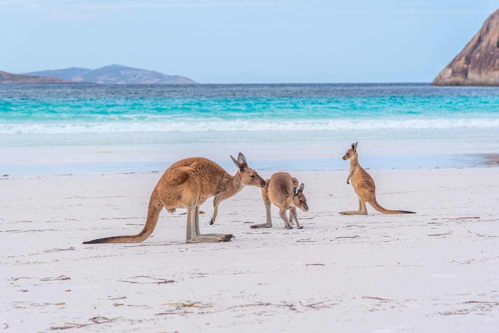 3 kangaroos on the beach in front of the ocean