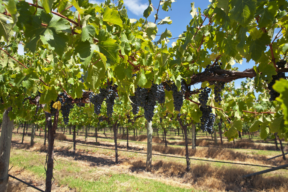 Purple grapes ripening on the vines in a vineyard