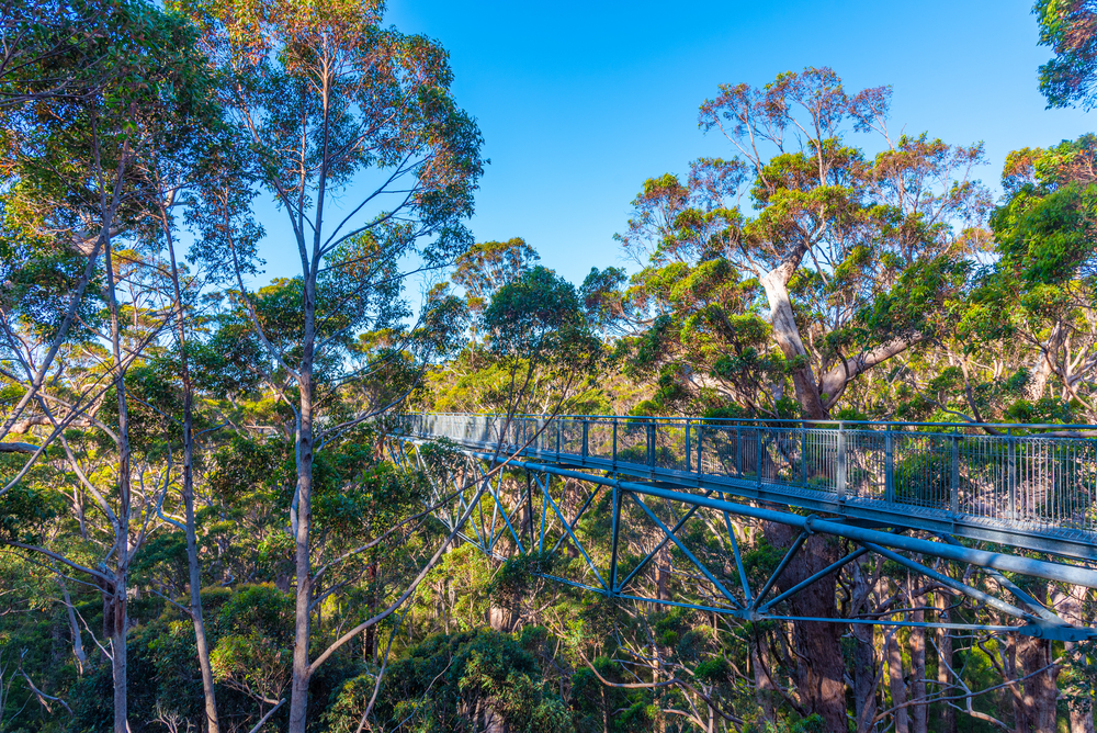 A suspended metal bridge among the trees