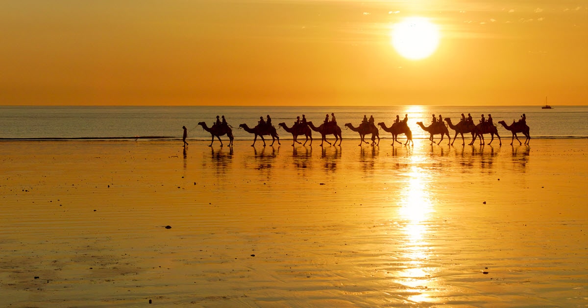 People sitting on camels walking on the beach in front of a sunset.