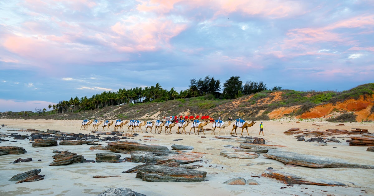 Broome Camel Safaris taking a tour group down Cable Beach in Broome, WA.