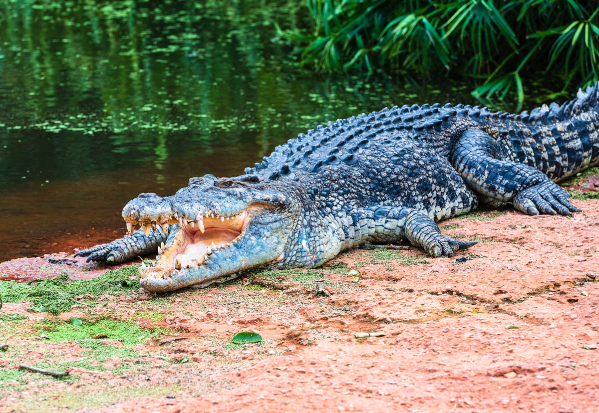 A crocodile enjoying the warm weather at Malcolm Douglas Crocodile Park and Animal Refuge.