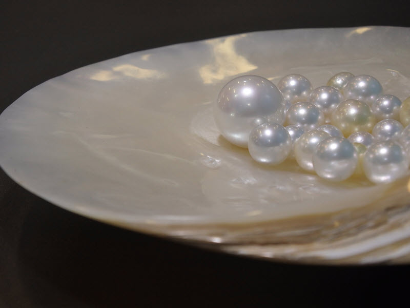 Willie Creek Pearl Farm pearls in clam shell, Broome WA.