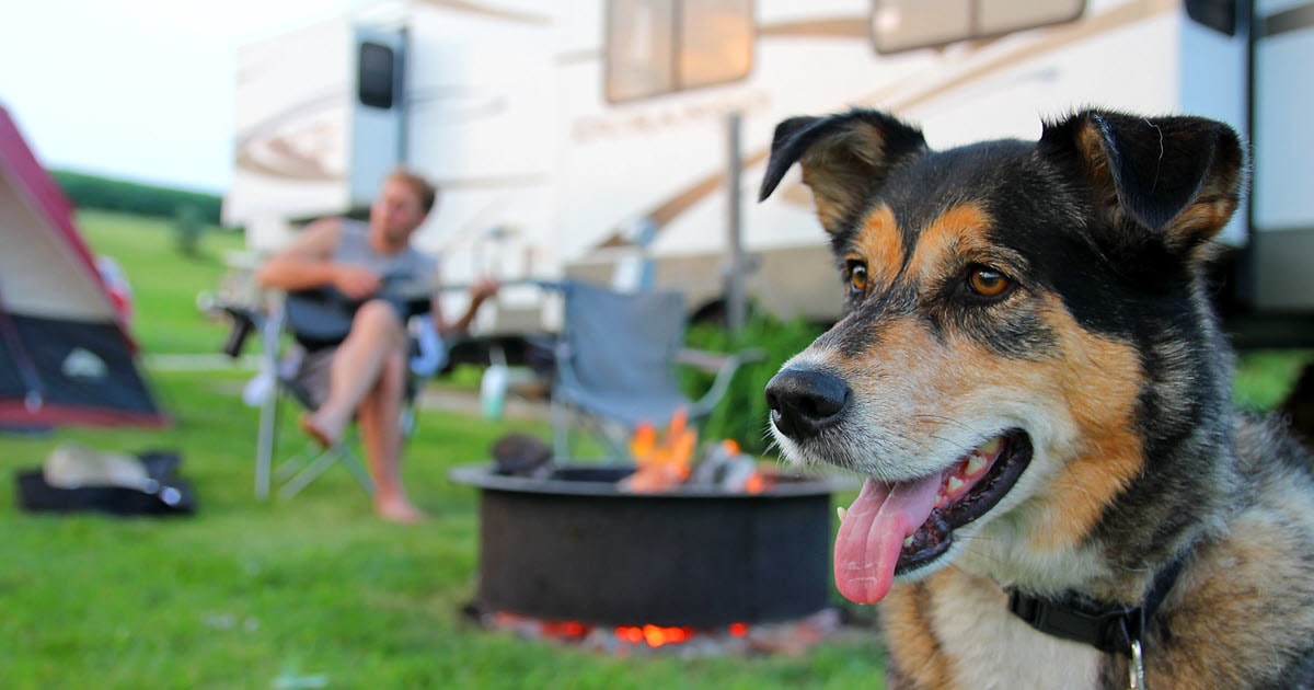 Camping With A Dog | Ultimate Dog-Friendly Camping Guide