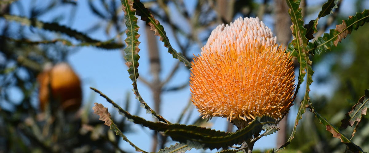 cape le grand wildflowers esperance banksia