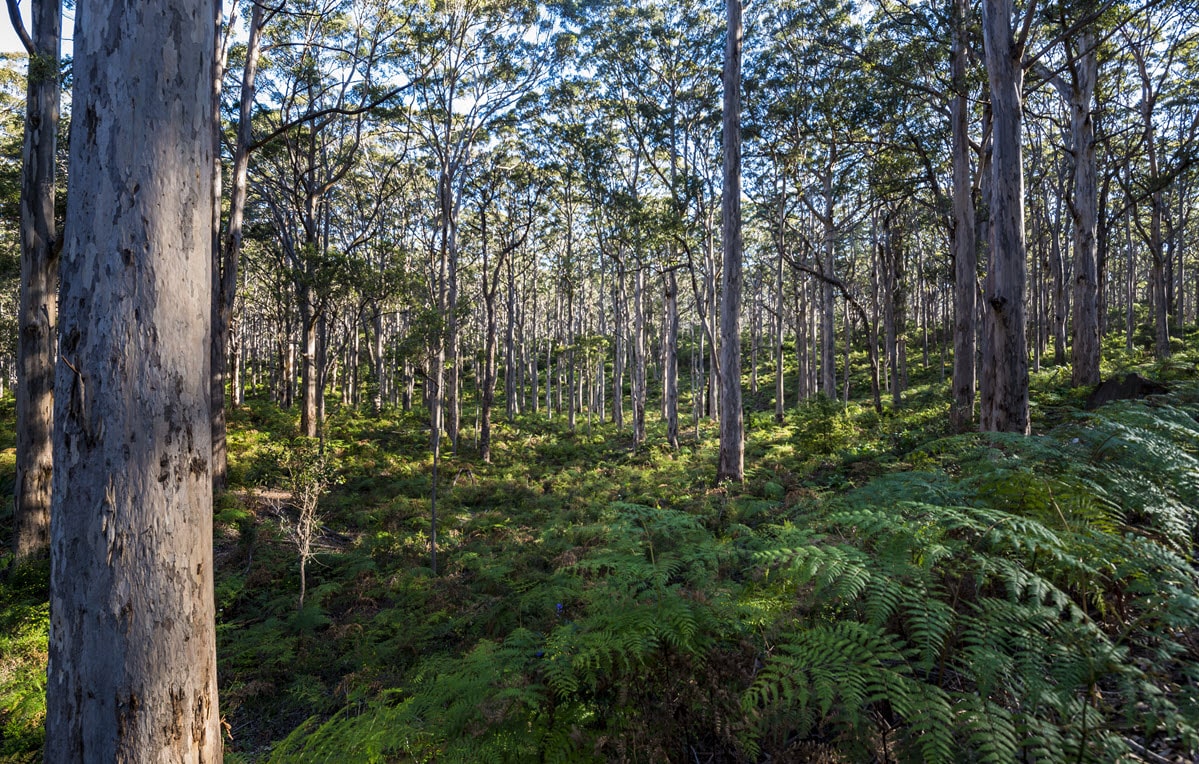 A view through Boranup Forest with many large Karri trees, Western Australia.