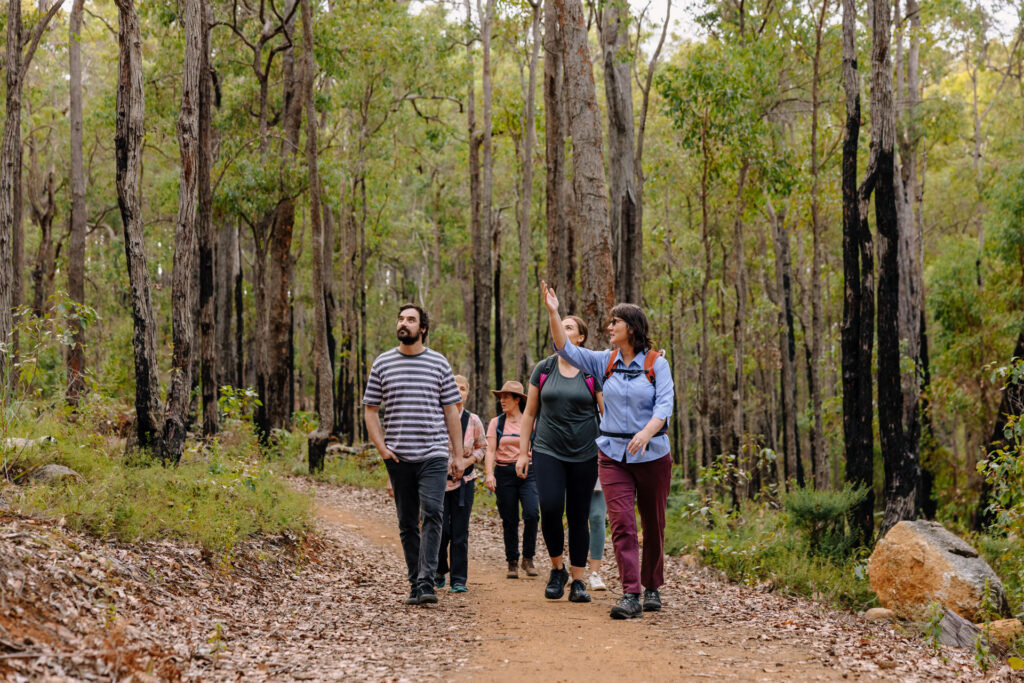 A group of people walking in a forest looking up at the trees.