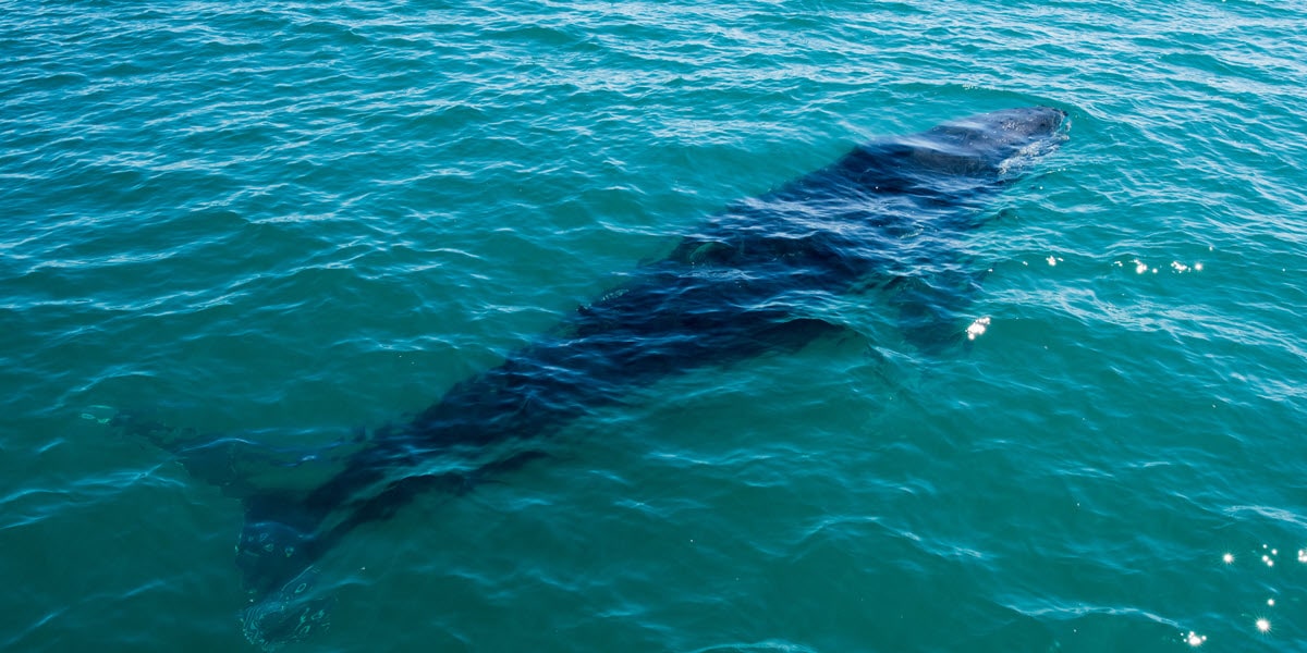 whale watching at conspicuous cliffs