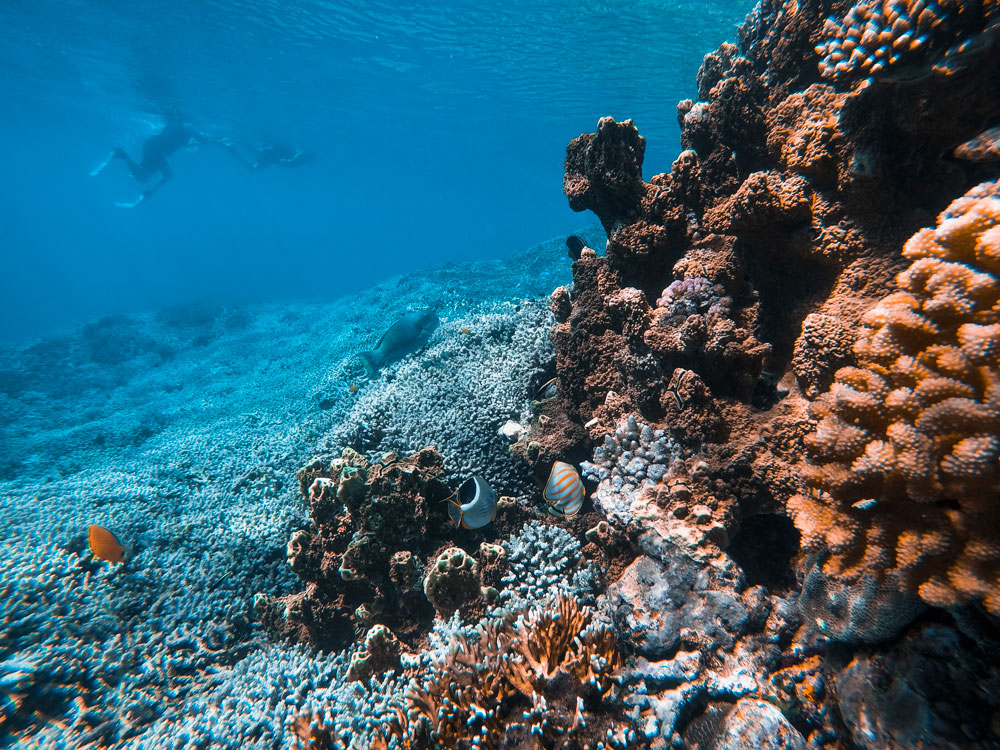 Colourful coral Rosley Shoals, Western Australia.