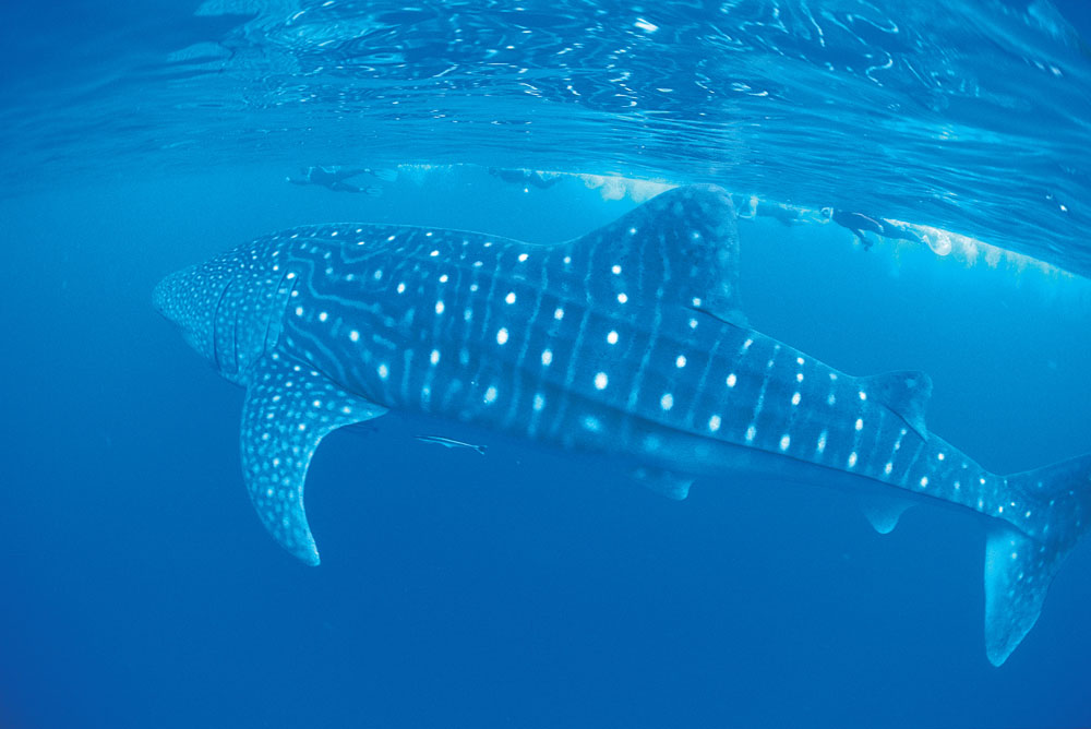 Swimming with the Whale Sharks at Ningaloo, Western Australia.