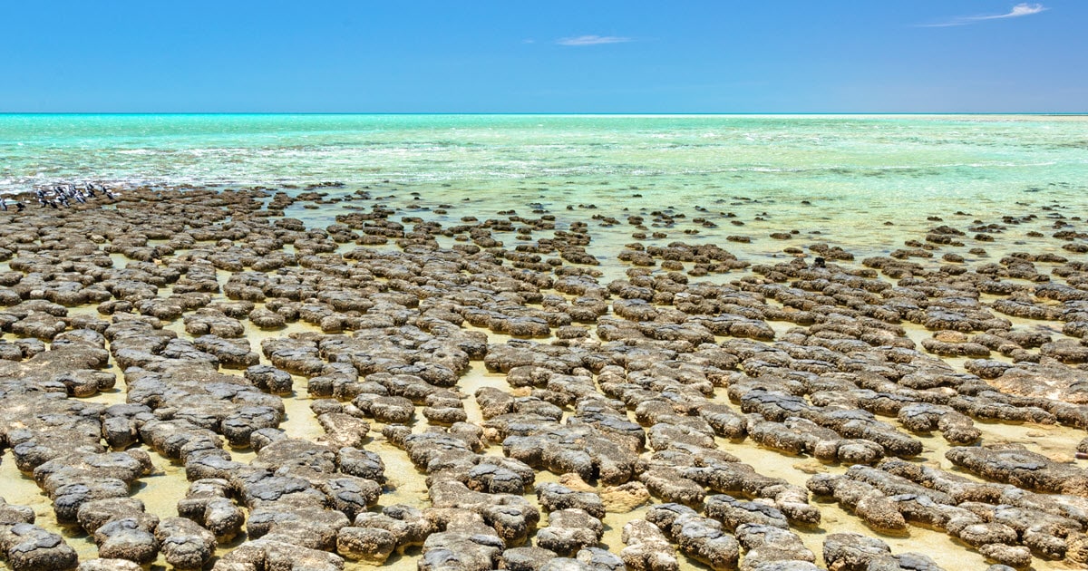 Stromatolites at Hamelin Pool in Denham, Western Australia.