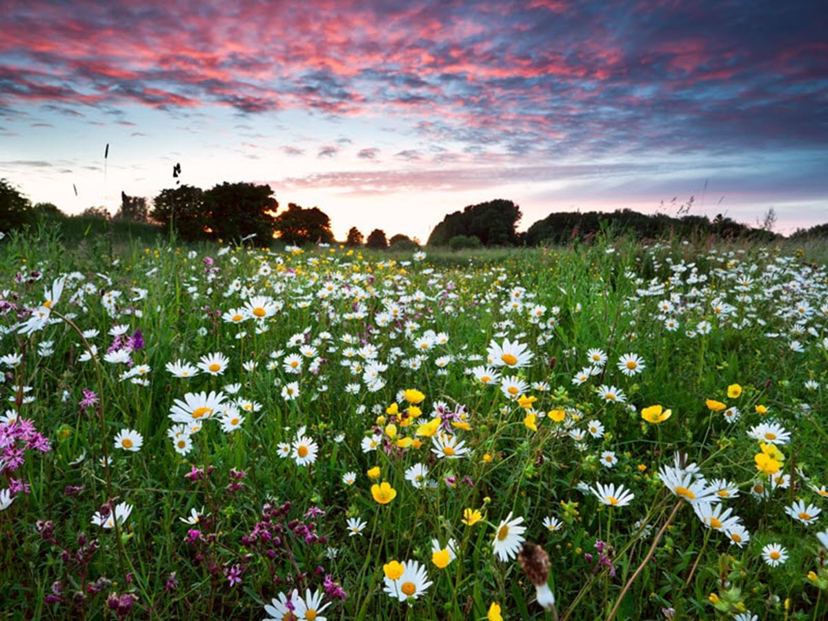 Windflowers in full bloom during the wildflower season in Western Australia.