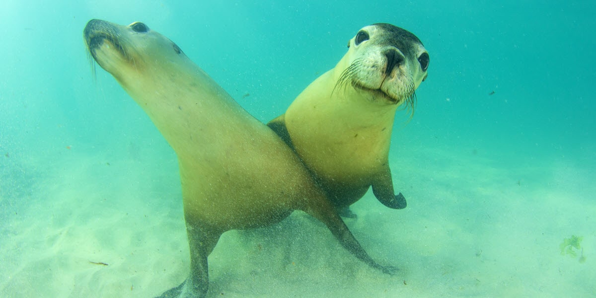 swim with jurien bay sea lions