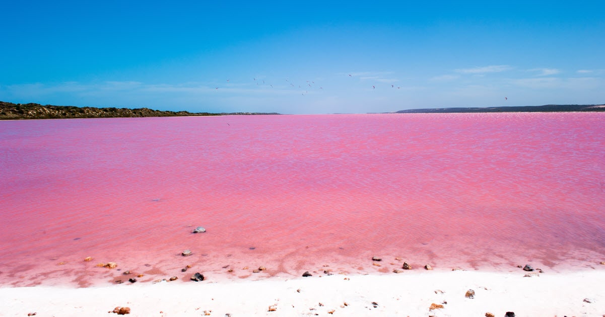 Pink Lake Kalbarri Map Visit Port Gregory's Pink Lake For Insta-Worthy Travel Pictures