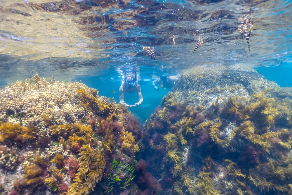 One of Western Australia’s best snorkelling spots, Lucky Bay, Western Australia.