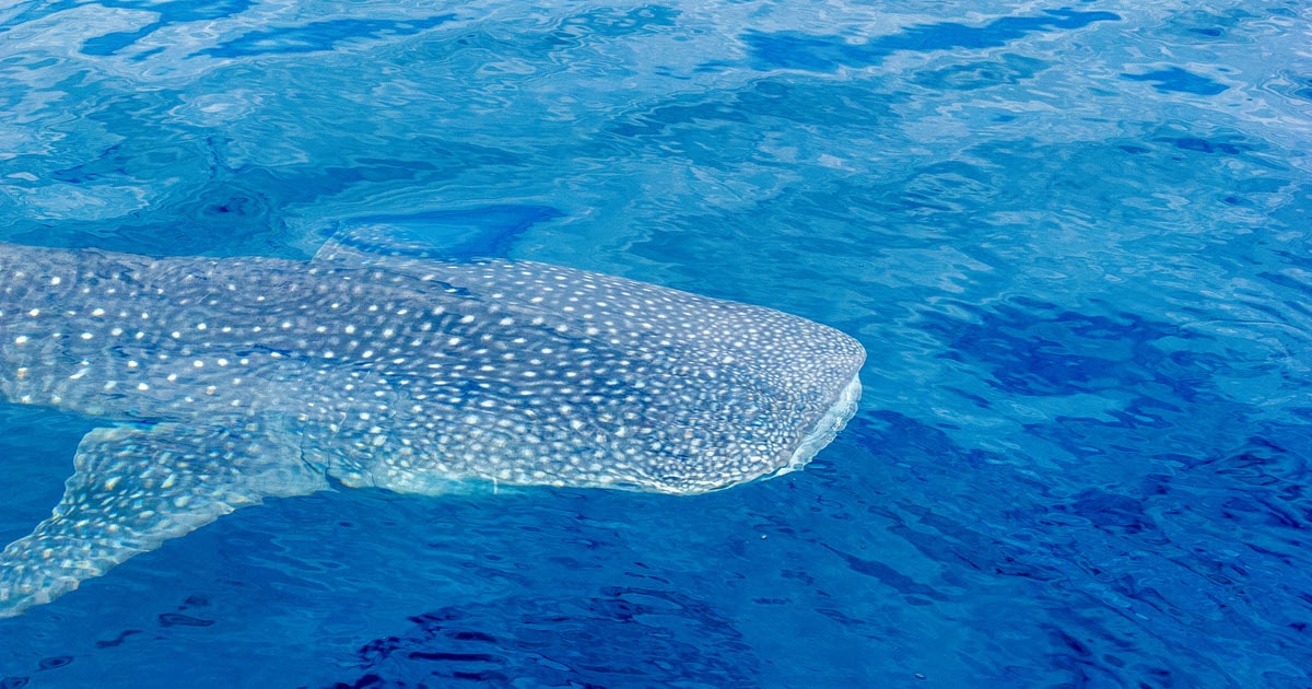 Whale shark swimming through the waters at Ningaloo Station.