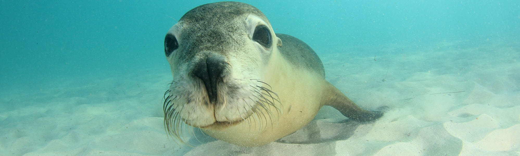 Australian sea lion smiling underwater at Jurien Bay in Western Australia.