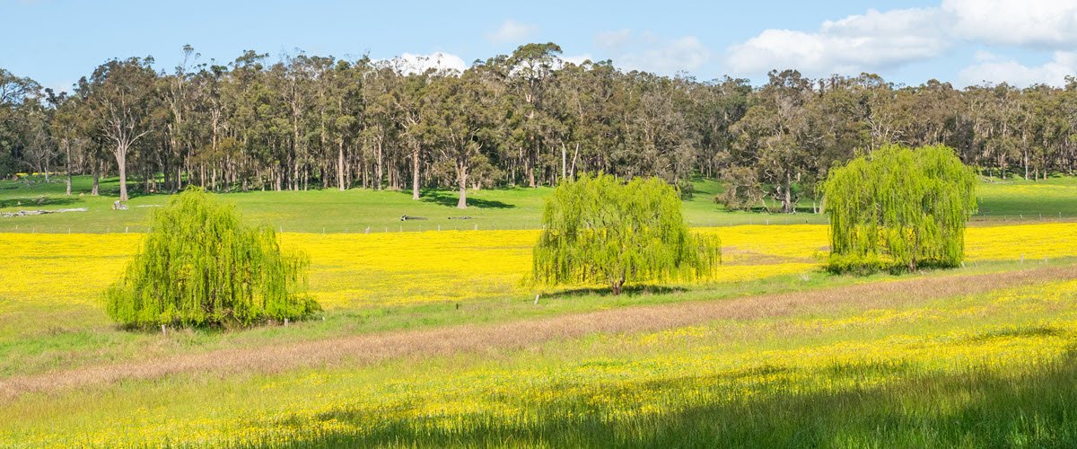 Wildflowers in Bridgetown, Western Australia.