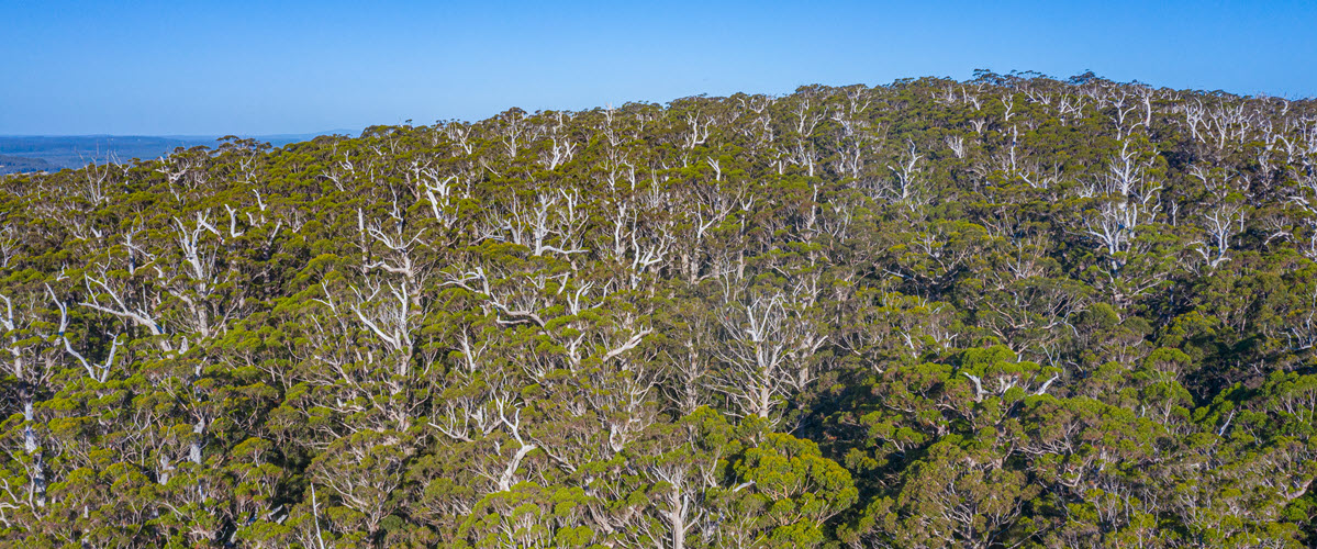 Walpole tingle forrest and valley of the giants.