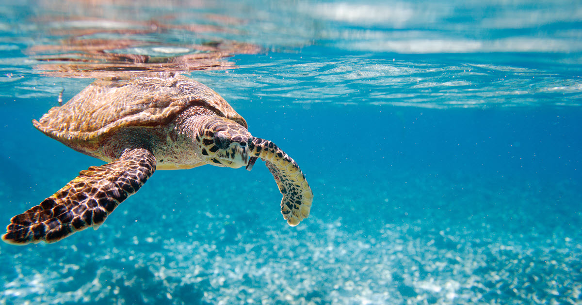 Rowley Shoals Travel Guide | Dive, Snorkel & Fish near Broome