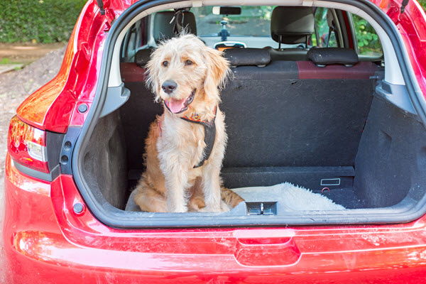 dog in car at pet friendly staycation perth