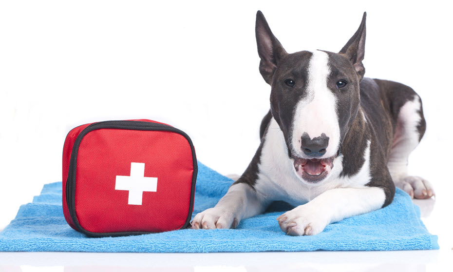 First aid kit for dogs.