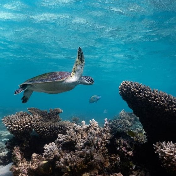 Travel picture of turtle in Ningaloo Reef by maxence.photography.