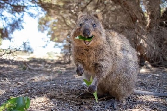 Rottnest Island Quokka travel photo by as.happy.as.a.quokka.