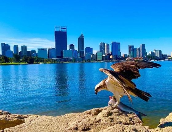 South Perth Foreshore travel photography by matt_ricci1982.