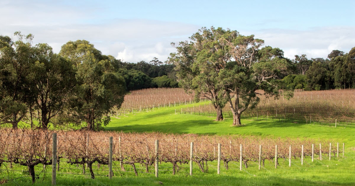 Margaret River wine region, south west WA.