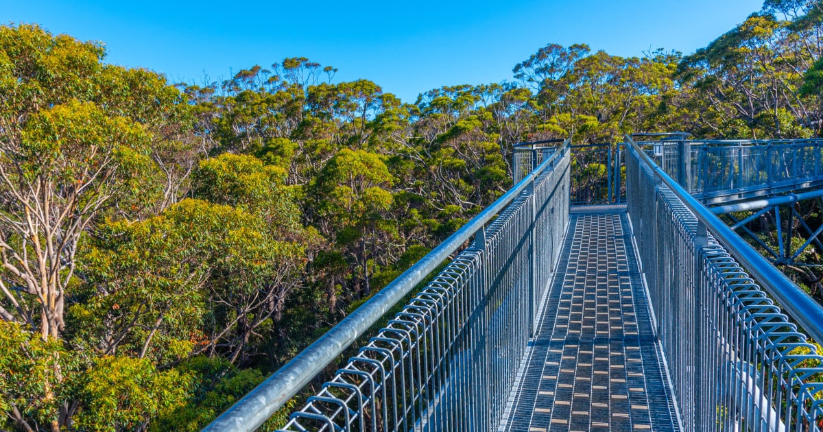 View of bridge at Valley of the Giants, treetop walk in Walpole.