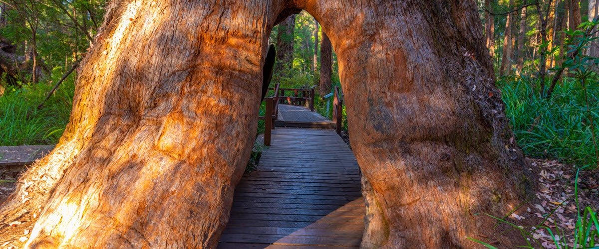 giant tingle tree walpole nornalup national park