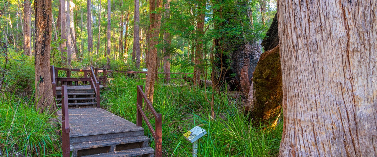 peaceful paths through walpole nornalup national park