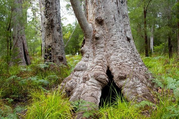 walpole tingle tree valley of the giants