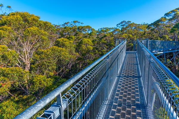 walpole tree top walk valley of the giants visit