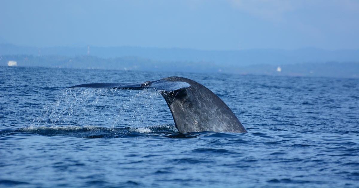 Blue whales swim through the ocean off the coast of Western Australia.