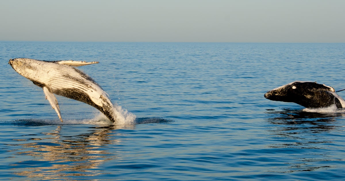 Two humpback whales jumping out of the water off the WA coastline.